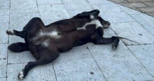 Σκύλος έκανε τον πεθαμένο και αναστάτωσε τους πολίτες της Θεσσαλονίκης (Βίντεο)